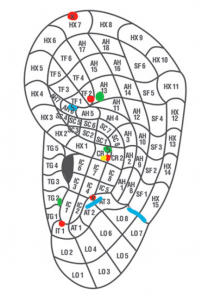 Auricoloterapia