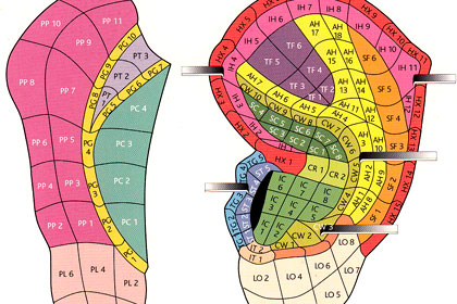 seminario aopuntura auricolare