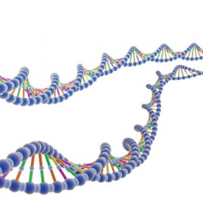 microRNA, derepressione genica, silenziamento, salute, malattia